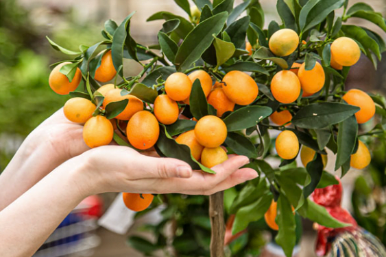 Sermão: Como ter uma vida frutífera?