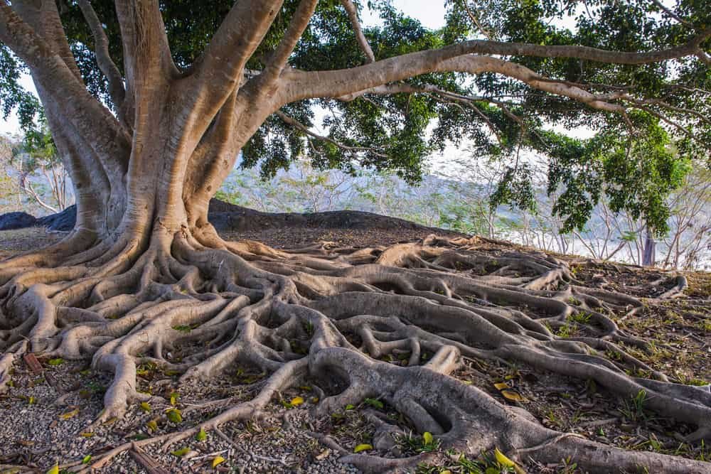 Sermão: Raízes Profundas, Vida Saudável – A Sabedoria Bíblica sobre Crescimento e Saúde Espiritual